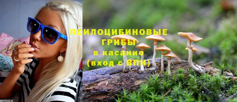 KRAKEN ссылки  Черкесск  Галлюциногенные грибы Magic Shrooms 